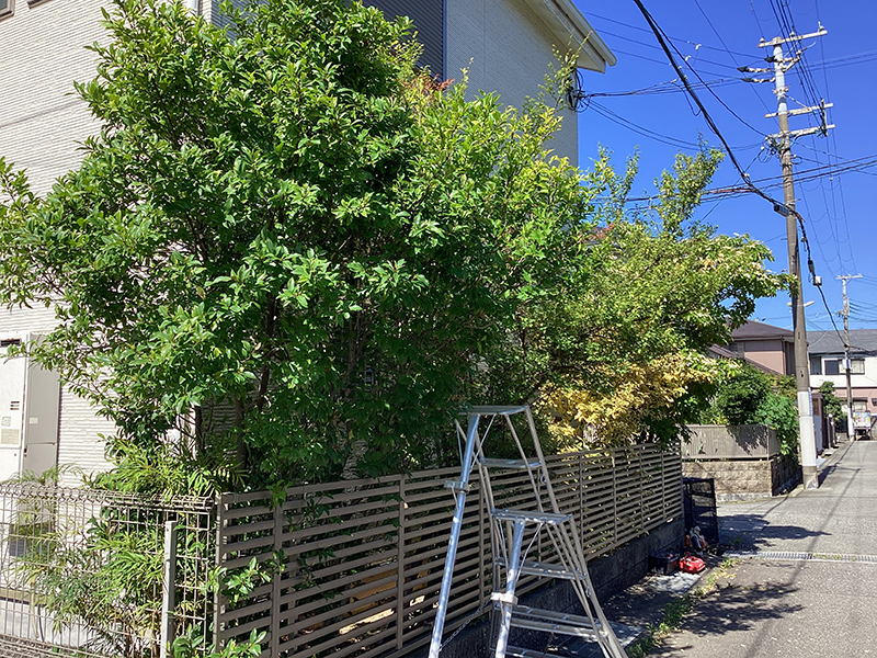 兵庫県宝塚市　個人邸　庭の樹々の剪定