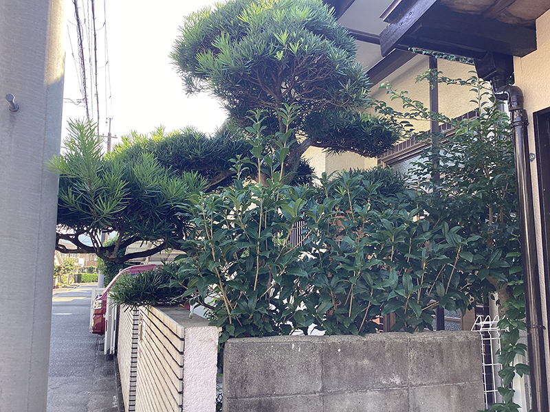 兵庫県川西市　個人邸　マキ（槇）、キンモクセイ（金木犀）、モチノキ（餅木）、などの定期剪定