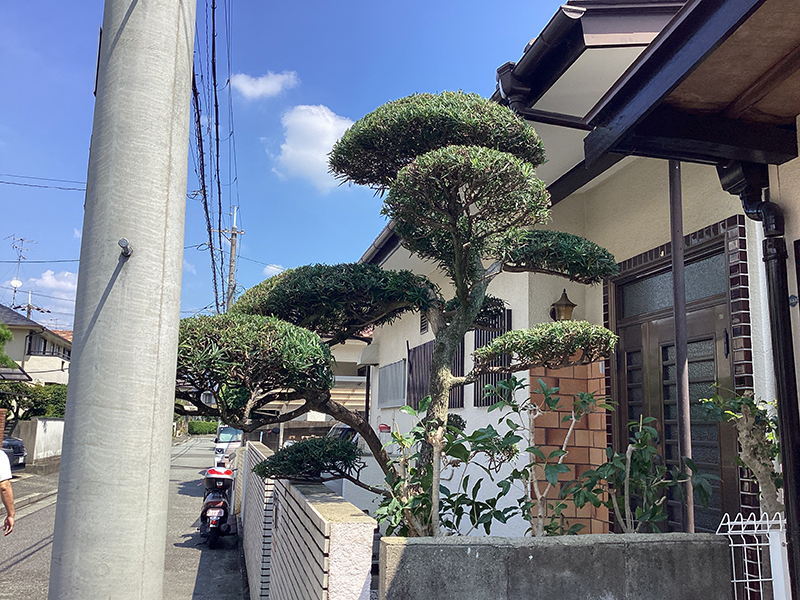 兵庫県川西市　個人邸　マキ（槇）、キンモクセイ（金木犀）、モチノキ（餅木）、などの定期剪定