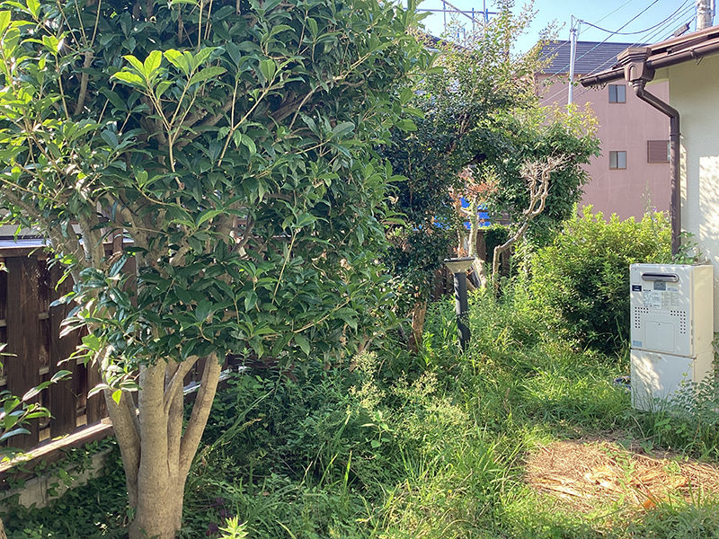 兵庫県川西市　個人邸　マキ（槇）、キンモクセイ（金木犀）、モチノキ（餅木）、などの定期剪定
