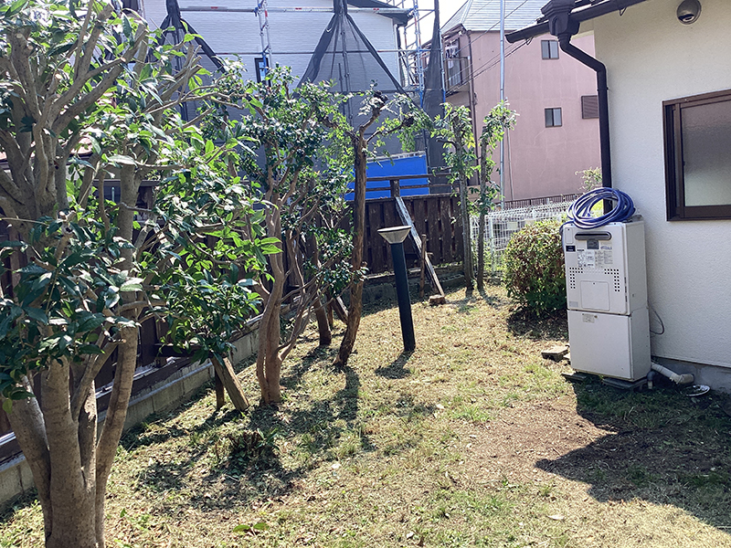 兵庫県川西市　個人邸　マキ（槇）、キンモクセイ（金木犀）、モチノキ（餅木）、などの定期剪定