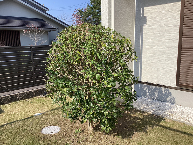兵庫県西宮市　個人邸　庭の木々の剪定　キンモクセイ（金木犀）、シマトネリコ（島唐辛子）、コノテヒバ（児手檜葉）など