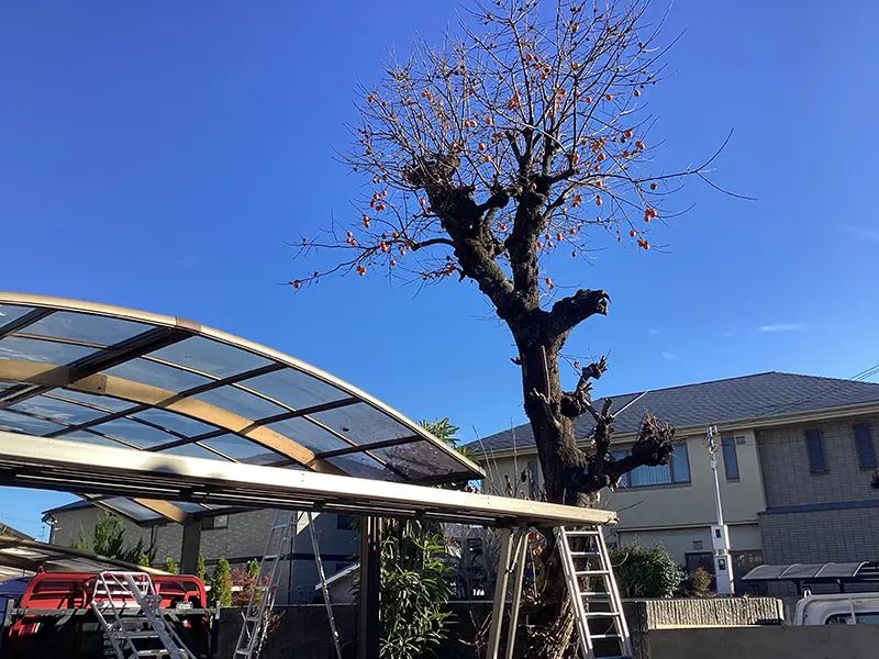 兵庫県伊丹市　個人邸　高くなりすぎたカキノキ（柿の木）の切戻し剪定