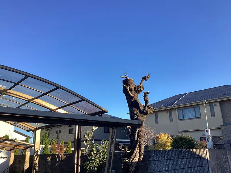 兵庫県伊丹市　個人邸　高くなりすぎたカキノキ（柿の木）の切戻し剪定