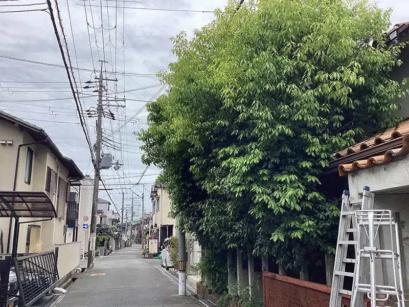 大阪府豊中市　個人邸　大きくなり過ぎたカシノキ（樫の木）を切戻し剪定