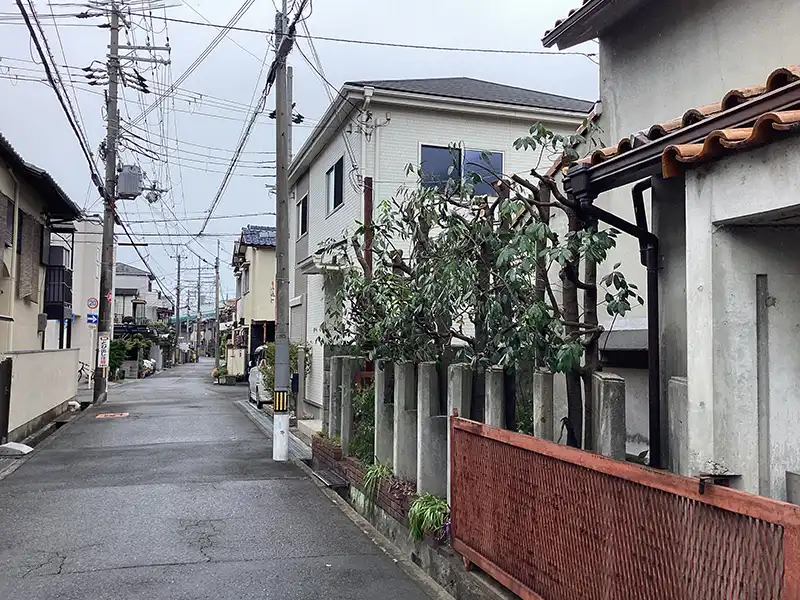 大阪府豊中市　個人邸　大きくなり過ぎたカシノキ（樫の木）を切戻し剪定