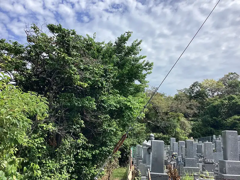 大阪府大阪市　お寺　越境した枝葉があったため切戻し剪定作業