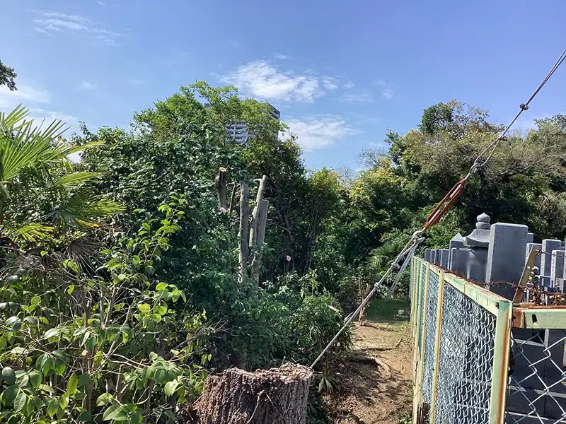 大阪府大阪市　お寺　越境した枝葉があったため切戻し剪定作業