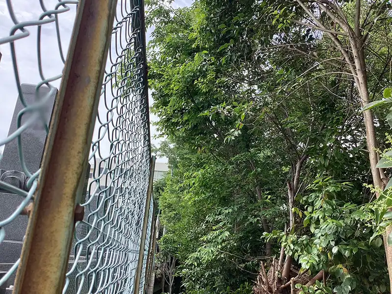 大阪府大阪市　お寺　越境した枝葉があったため切戻し剪定作業