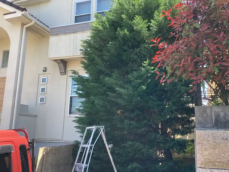 兵庫県宝塚市　個人邸　レイランディの切戻し剪定作業