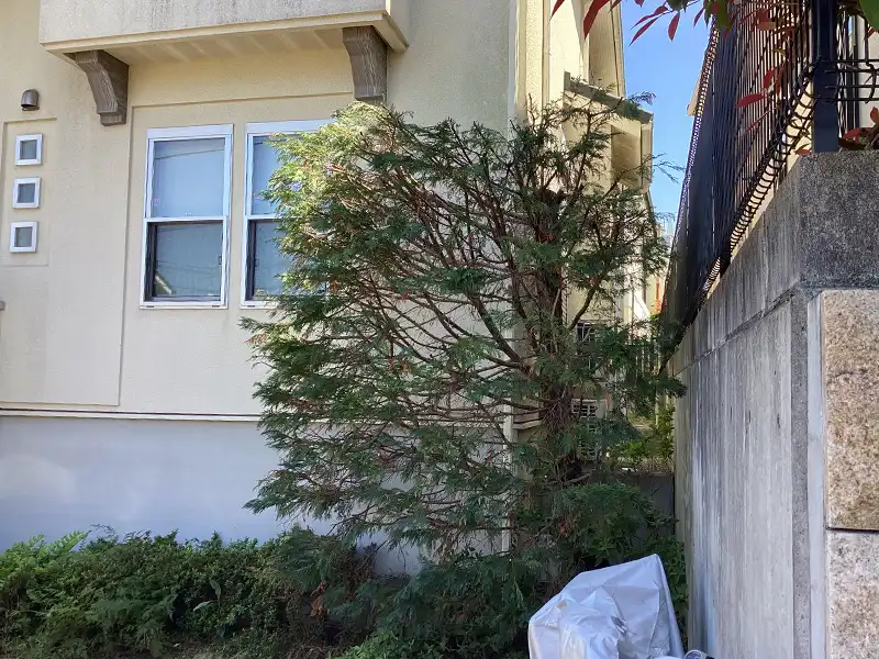 兵庫県宝塚市　個人邸　レイランディの切戻し剪定作業