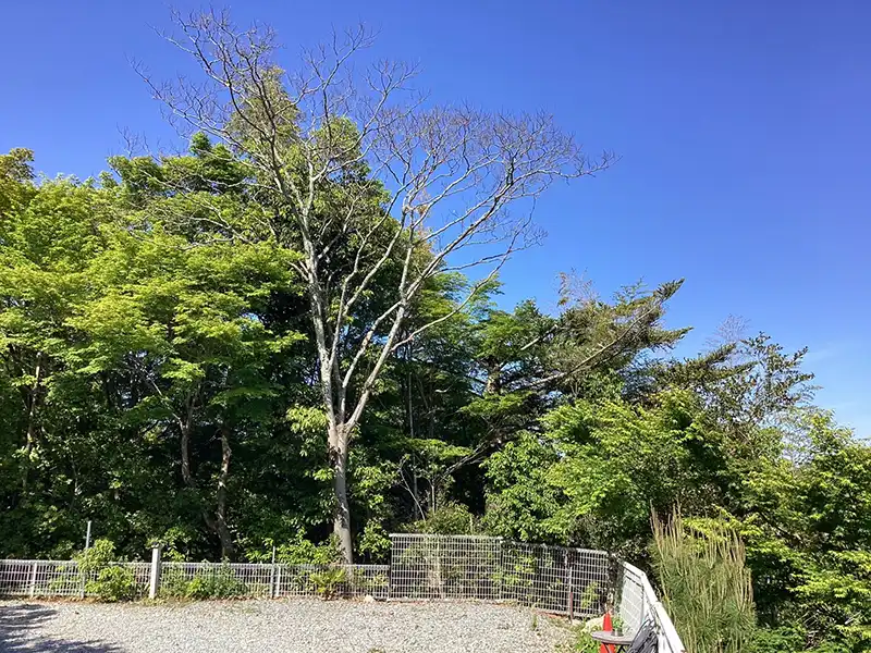 兵庫県西宮市　店舗　有馬　エレ・モンターニュ様　倒木などの被害を予防するための強剪定作業