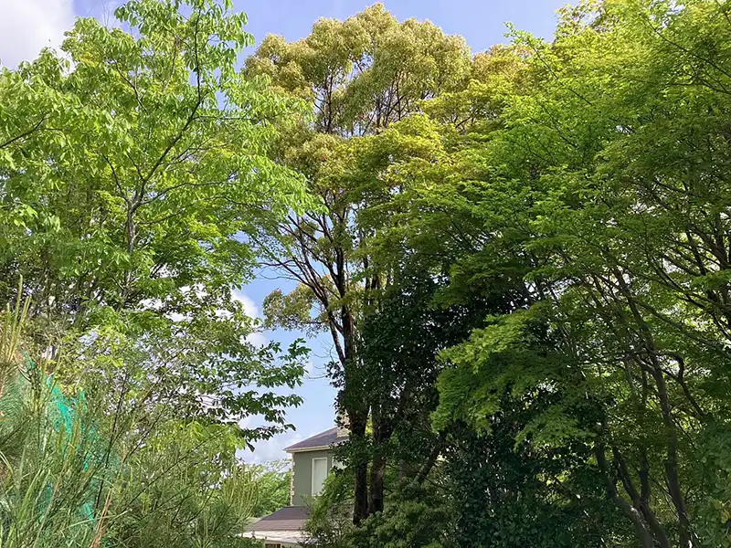 兵庫県西宮市　店舗　有馬　エレ・モンターニュ様　倒木などの被害を予防するための強剪定作業