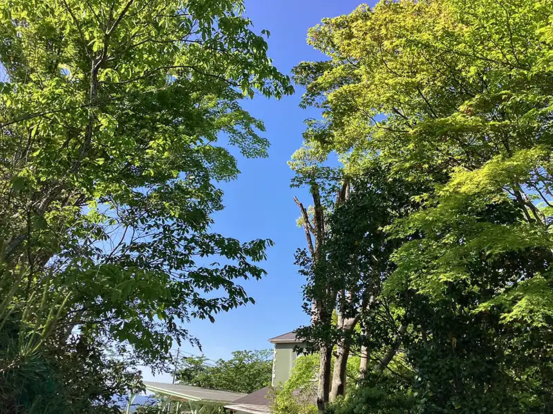 兵庫県西宮市　店舗　有馬　エレ・モンターニュ様　倒木などの被害を予防するための強剪定作業