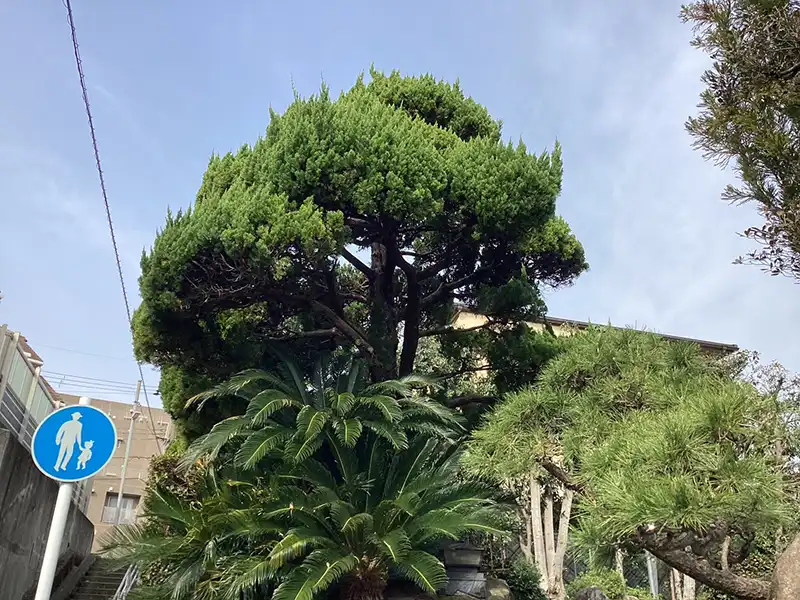 大阪府吹田市　個人邸　カイヅカイブキ（貝塚伊吹）、ゴヨウマツ（五葉松）の剪定