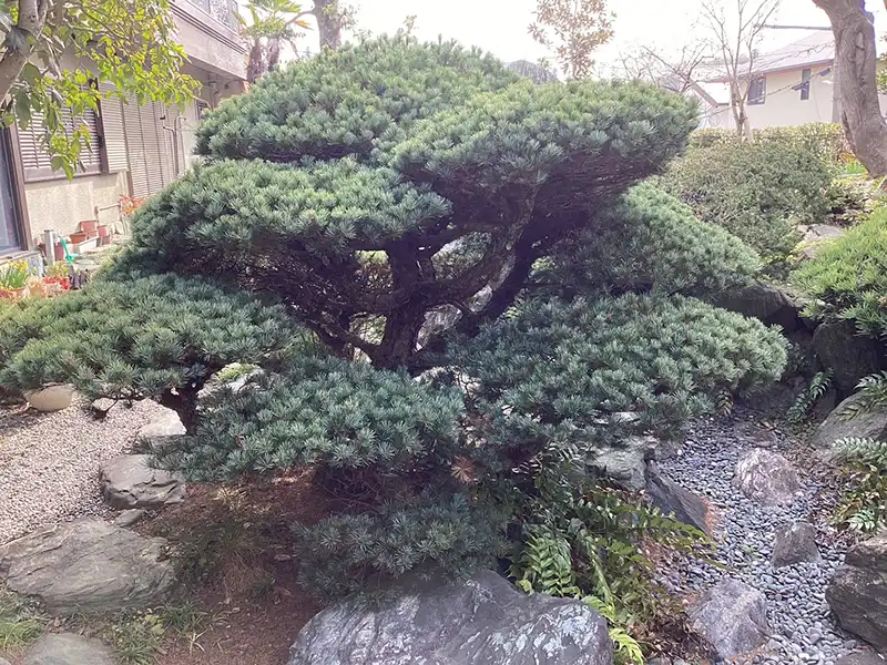 大阪府吹田市　個人邸　カイヅカイブキ（貝塚伊吹）、ゴヨウマツ（五葉松）の剪定