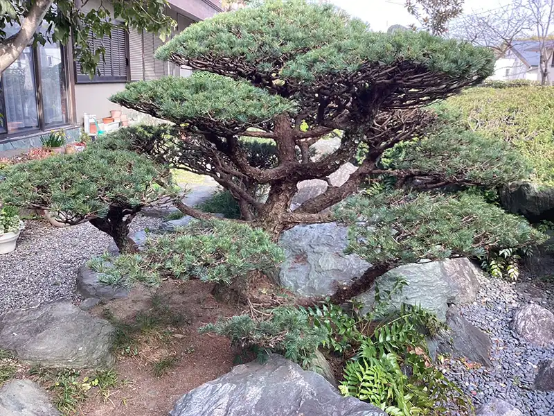 大阪府吹田市　個人邸　カイヅカイブキ（貝塚伊吹）、ゴヨウマツ（五葉松）の剪定
