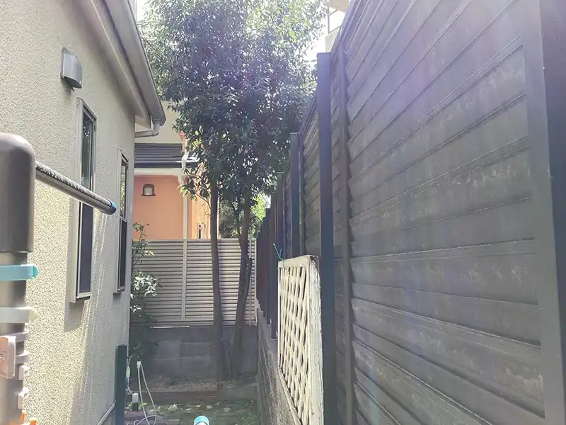 兵庫県宝塚市　個人邸　カシ（樫）の木の強剪定