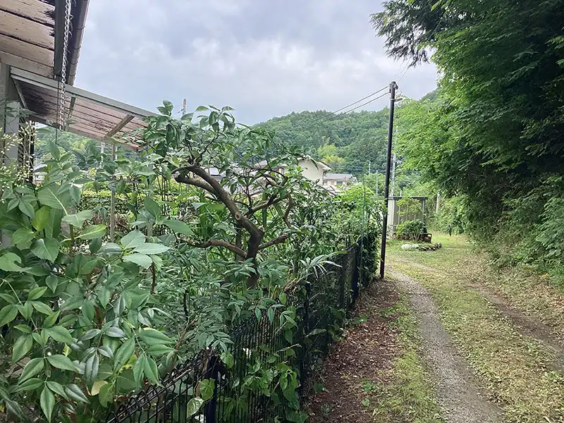 兵庫県宝塚市　個人邸　家の周りの樹木の強剪定