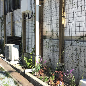兵庫県三田市　店舗　ル・アモー（LE HAMEAU）　店舗壁面、花壇の施工　蔓バラ、アメジストセージ、他