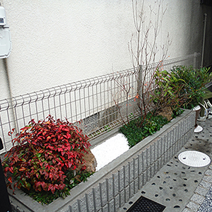 大阪府摂津市　個人宅　和風花壇の植栽（ミツバツツジ、イヨミズキ、オウゴンユキヤナギ）