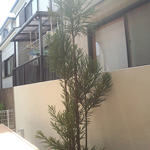 兵庫県西宮市　個人宅　G様邸　壁の左官・ダイスギの植樹