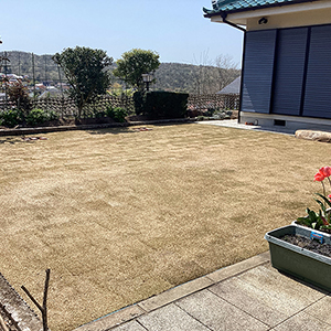 兵庫県神戸市北区　個人邸　の張替え作業（ヒメコウライシバ：姫高麗芝）