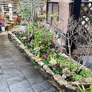 大阪府寝屋川市　個人邸　既存植栽の植替え　ウエストリンギア、オステオスペルマムなど