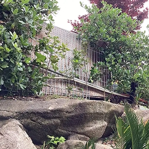 大阪府吹田市　個人邸　ウバメガシ（姥目樫）の生垣補植