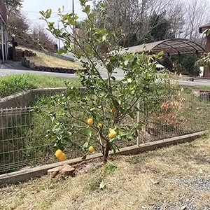 兵庫県川辺郡猪名川町　個人邸　レモン（檸檬）の植栽