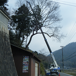 兵庫県宝塚市　道路越境樹木の伐採：カシ（樫）・スギ（杉）