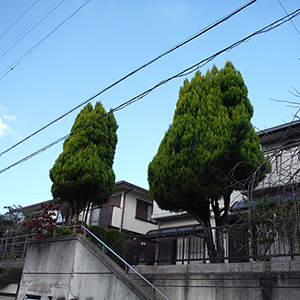 兵庫県西宮市　個人宅　ゴールドクレストの伐採