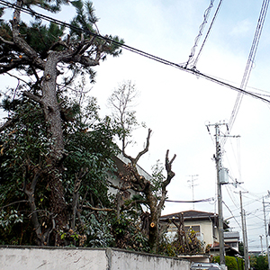 兵庫県西宮市　個人邸　敷地内の植木の伐採・強剪定