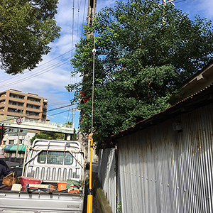 兵庫県尼崎市　個人邸　標識に覆いかぶさっている木の伐採