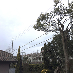 兵庫県川西市　集合住宅　落ち葉や倒木対策の伐採