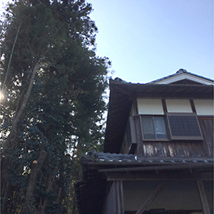 兵庫県宝塚市　個人邸　お家の敷地内にあるカシ・スギの伐採