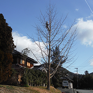 兵庫県宝塚市　個人邸　お家の敷地内にあるイチョウ（銀杏）の伐採