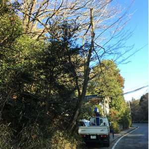 兵庫県西宮市　会社施設　道路側にはみ出している木の伐採