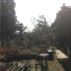 兵庫県宝塚市　個人邸　枯れ枝伐採(高さ20メートルの杉)