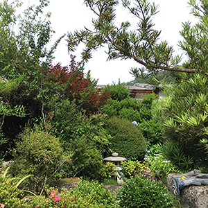兵庫県宝塚市　個人邸　今後のメンテナンスを考えた伐採・庭整理