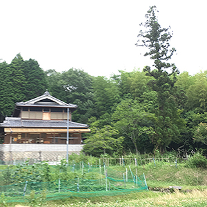 兵庫県宝塚市　個人邸　台風対策のために大きくなったヒノキ（檜）の伐採