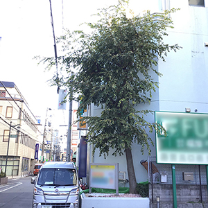 兵庫県西宮市　テナントビル　花壇に植えられてるケヤキ（欅）の伐採作業