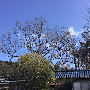 兵庫県宝塚市　個人邸　コナラ（小楢）の高木伐採