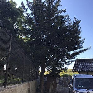 兵庫県尼崎市　施設　マキ（槇）の木の伐採