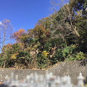 大阪府河内長野市　墓地　背の高い木の特殊伐採