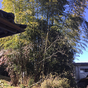 兵庫県宝塚市　個人邸　竹藪・シュロの伐採