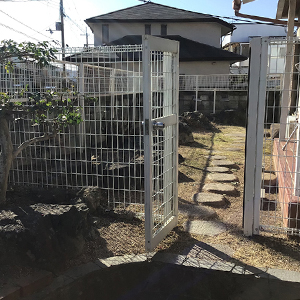 兵庫県川西市　個人邸　クロガネモチ（黒鉄黐）、サルスベリ（百日紅）などの伐採・強剪定