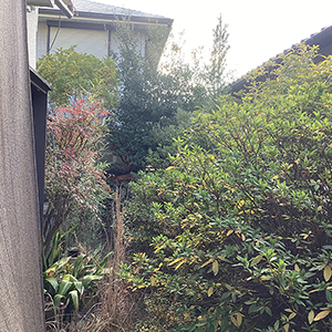 兵庫県宝塚市　個人邸　ウバメガシ（姥目樫）、ヒラドツツジ（平戸躑躅）などの伐採