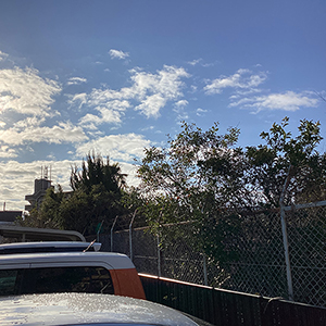 兵庫県尼崎市　個人邸　越境しそうな木・植物の伐採