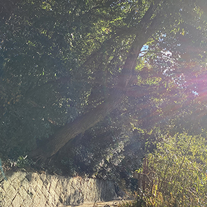 兵庫県西宮市　個人邸　傾いてきて倒木のおそれのあるナラの木（楢の木）を伐採